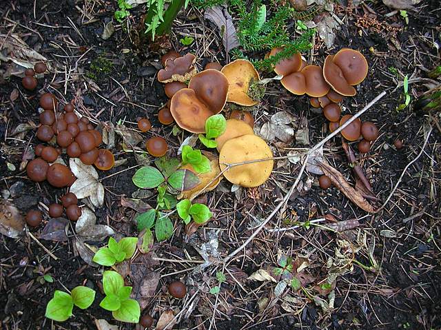 Una Galerina al giardino botanico